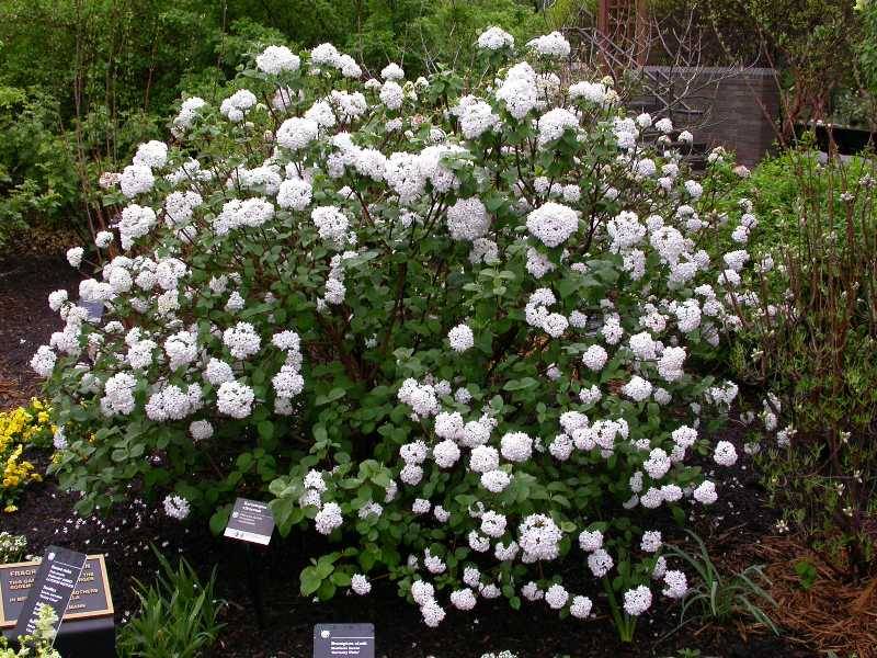 Viburnum carlesii 'Diana' Online Tuincentrum