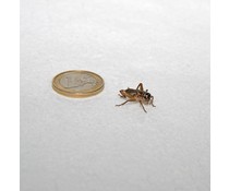 Steppenkrekels / koker Steppenkrekels / koker