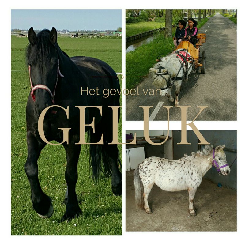 Wat maakt jou gelukkig?