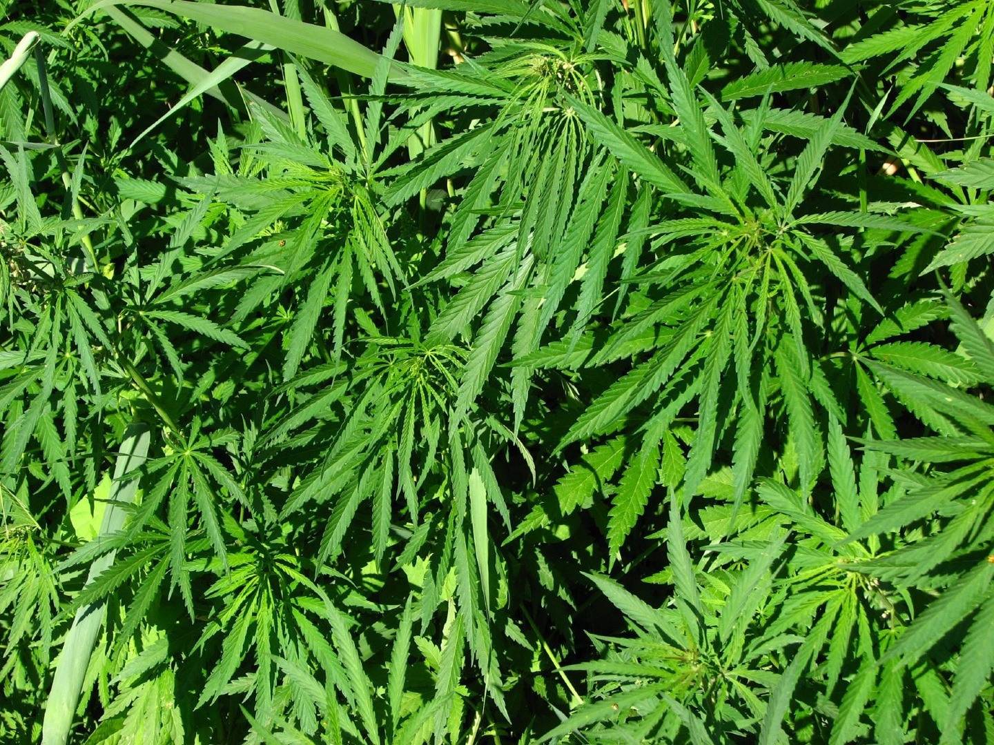 Cannabis Culture Awards 2013