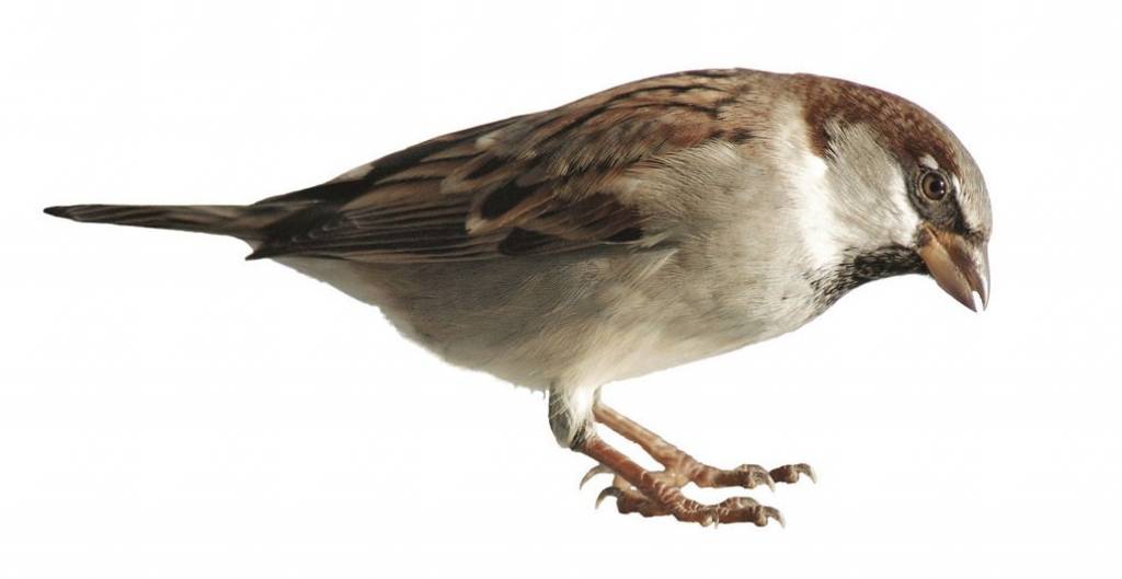 spatz gemalt spatz gemalt