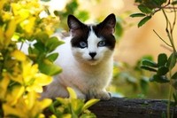 Kat