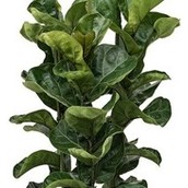 Ficus