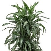 Dracaena