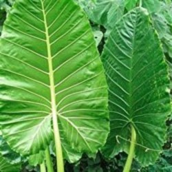 Tropische kamerplanten encyclopedie