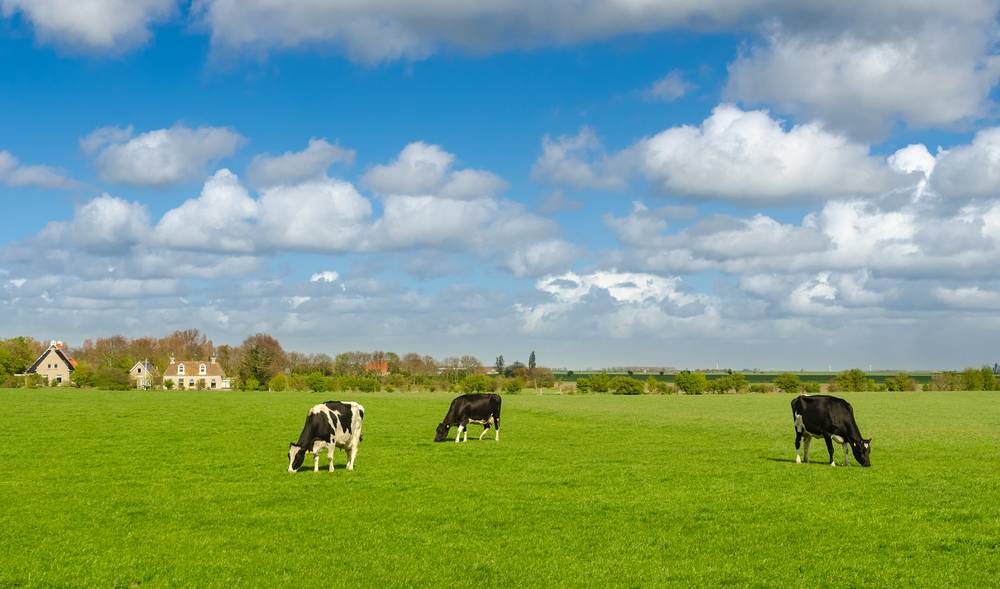 Boer Boer Boxershorts | Stil in de Polder