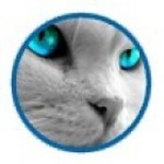 Kattenspullen