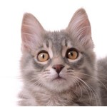 Kattenspullen