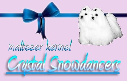 Maltezer kennel Crystal Snowdancers