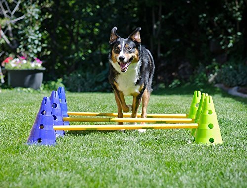 Canine Gym Dog Agility Kit