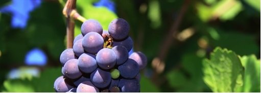 Promotie Pinot Noir! 15% Korting