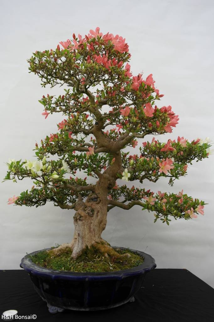 Bonsai Azalee Satsuki, Azalea Satsuki Shinkyo, nr. 5684 www.henhbonsai.nl
