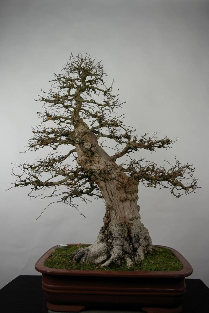 Bonsai Korean Hornbeam, Carpinus coreana, no. 5183 www.henhbonsai.nl