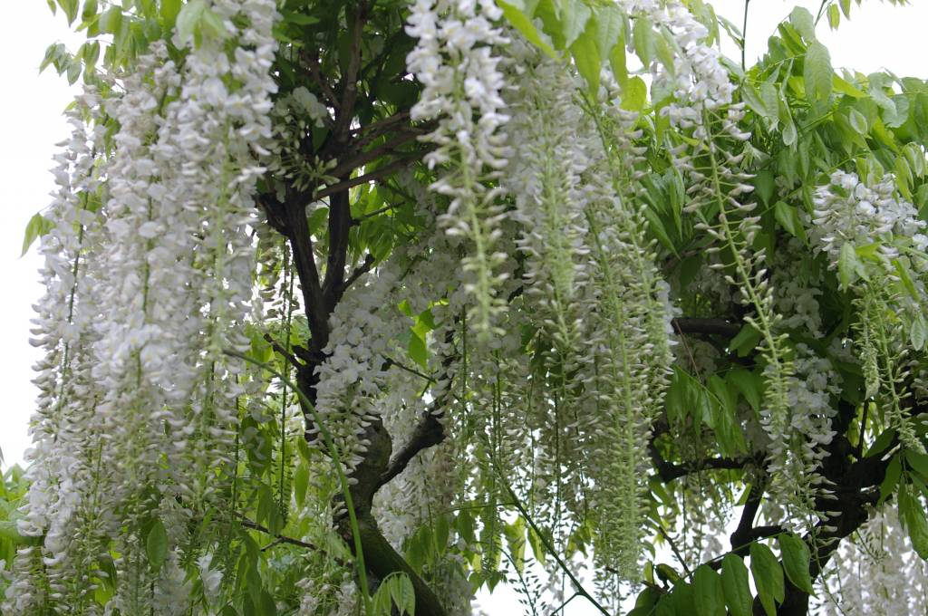 wisteria floribunda snow showers blauwe regen wit wisteria floribunda snow showers blauwe regen wit
