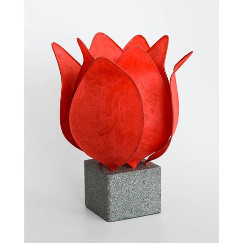 Tulpenzwiebel Tulpenzwiebel