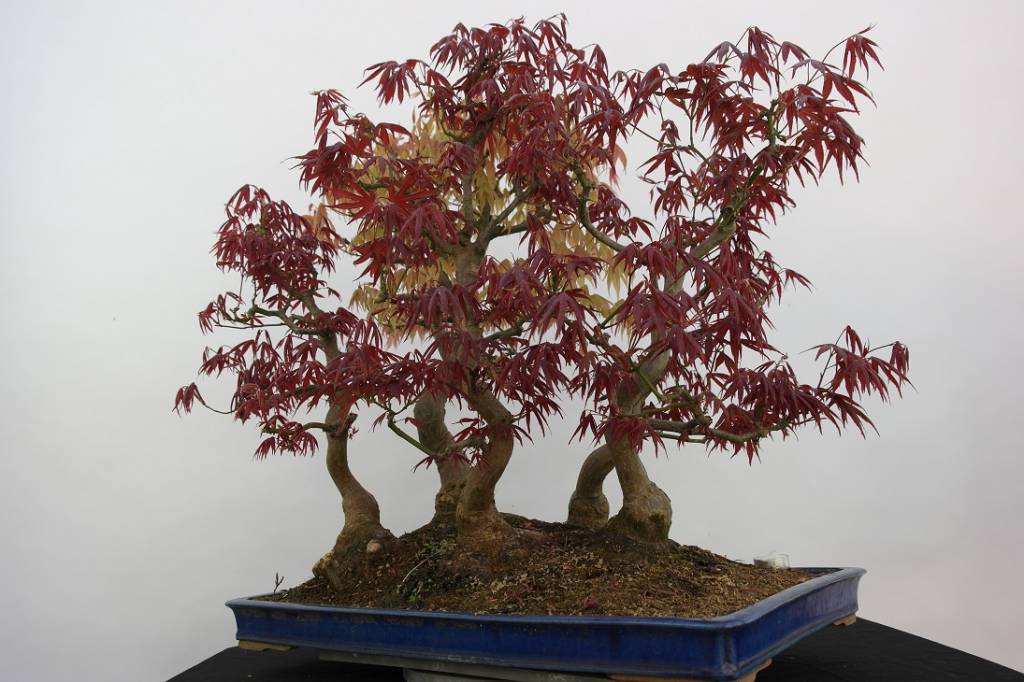 Bonsai L'Erable du Japon, Acer palmatum, no. 5850 www.henhbonsai.fr