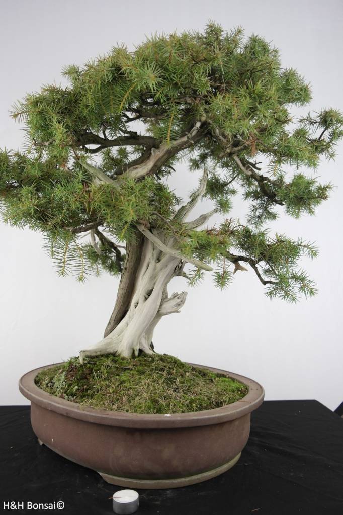 Get Needle Juniper Bonsai Pics Hobby plan
