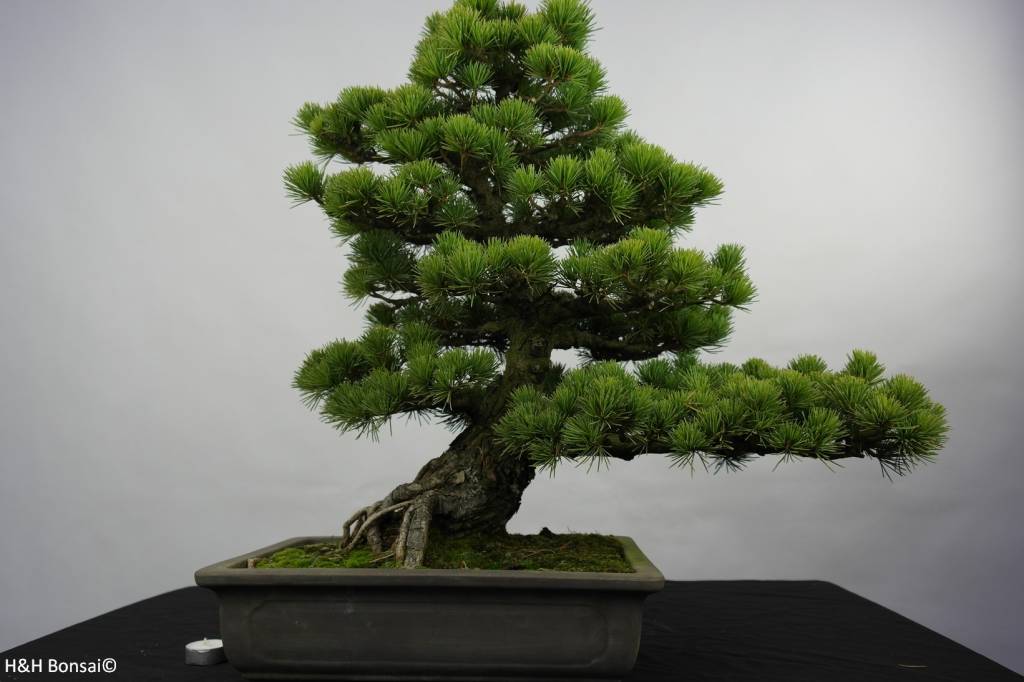 Bonsai Japanese White Pine, Pinus pentaphylla, no. 5843 www