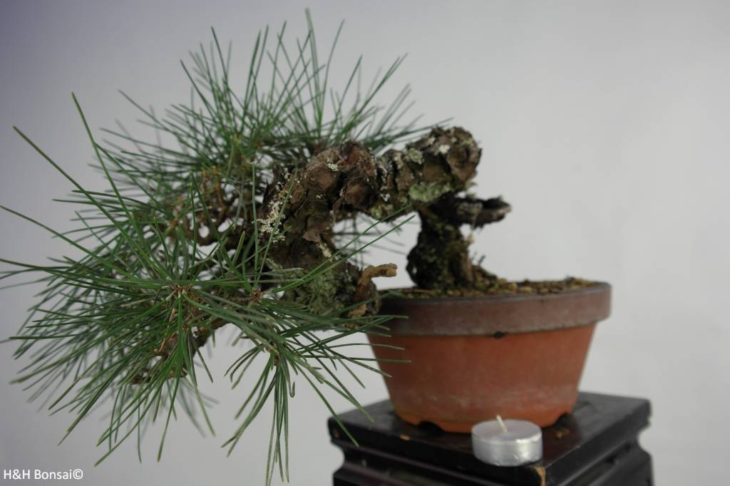 Bonsai Shohin Japanese Black Pine, Pinus thunbergii, no. 5849 www