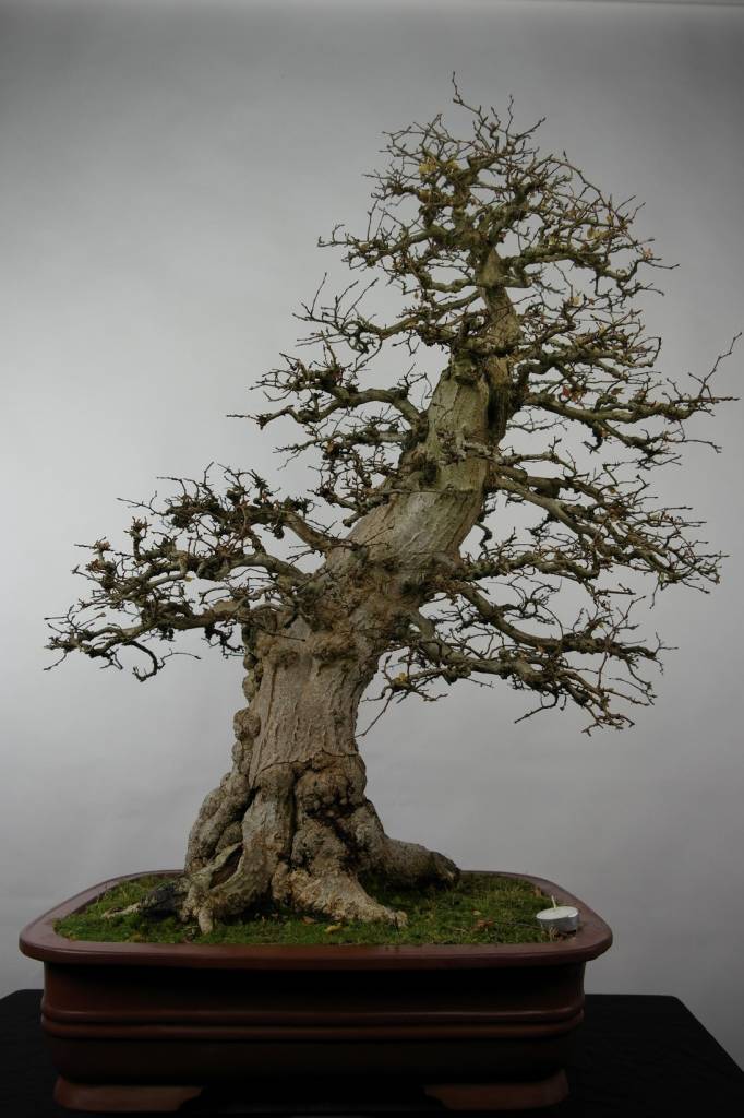 Bonsai Korean Hornbeam, Carpinus coreana, no. 5183 www.henhbonsai.co.uk
