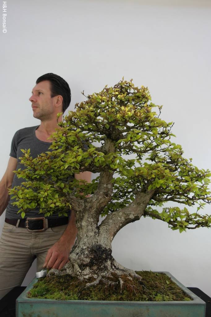 Bonsai Korean Hornbeam, Carpinus coreana, no. 5135 www.henhbonsai.co.uk