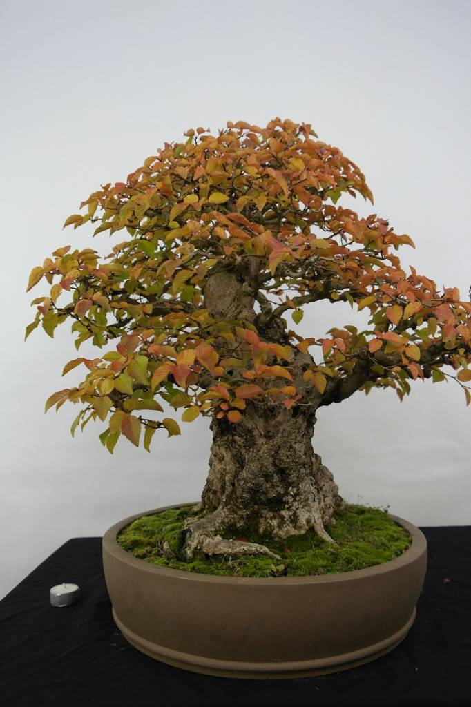 Bonsai Korean Hornbeam, Carpinus coreana, no. 5229 www.henhbonsai.co.uk