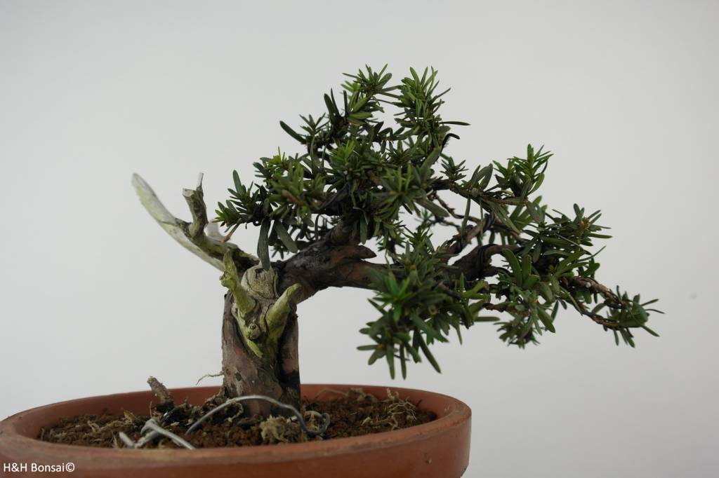 Bonsai Japanese yew, Taxus cuspidata, no. 6019 www.henhbonsai.it