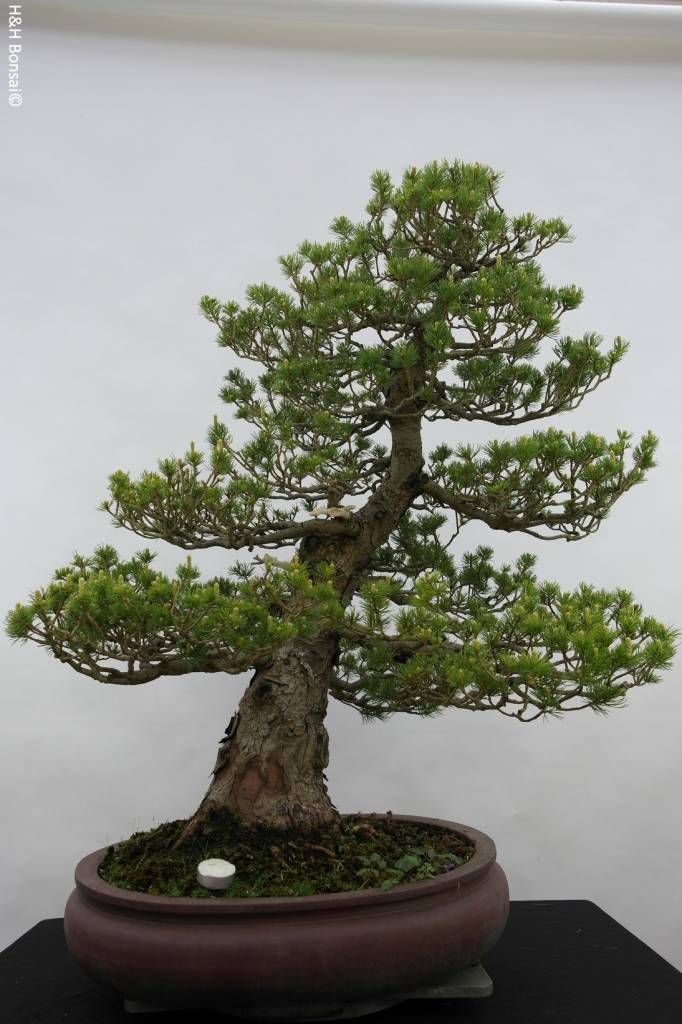 Quanti Aghi Ha Un Pino Bonsai