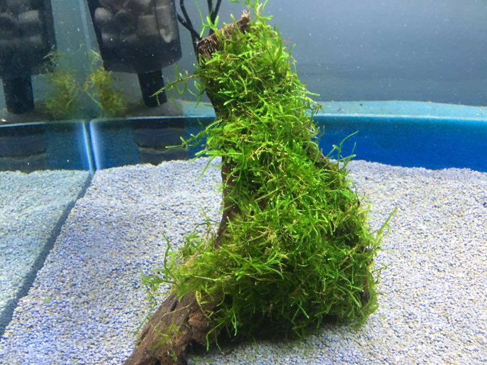 Driftwood with java moss Onlineaquariumspullen