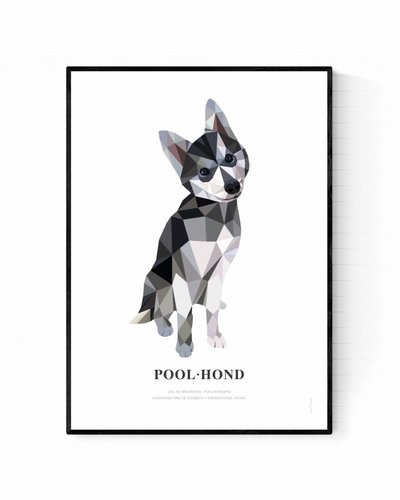 Poster poolhond
