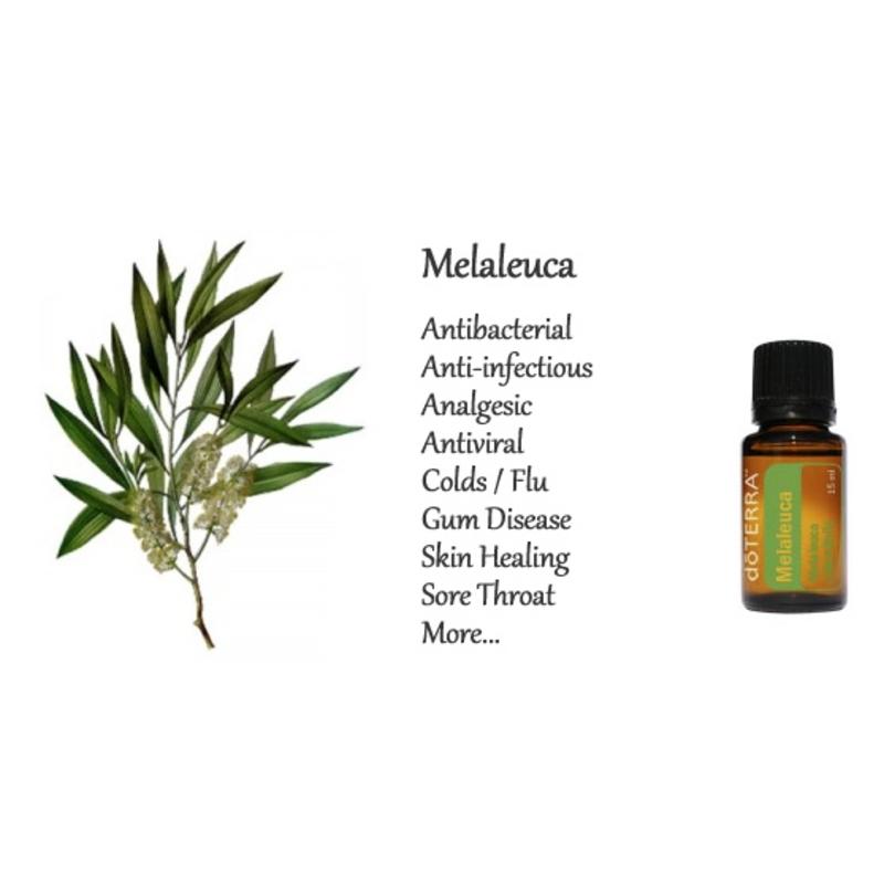 doTERRA Melaleuca Essential Oil Bliz Wellness