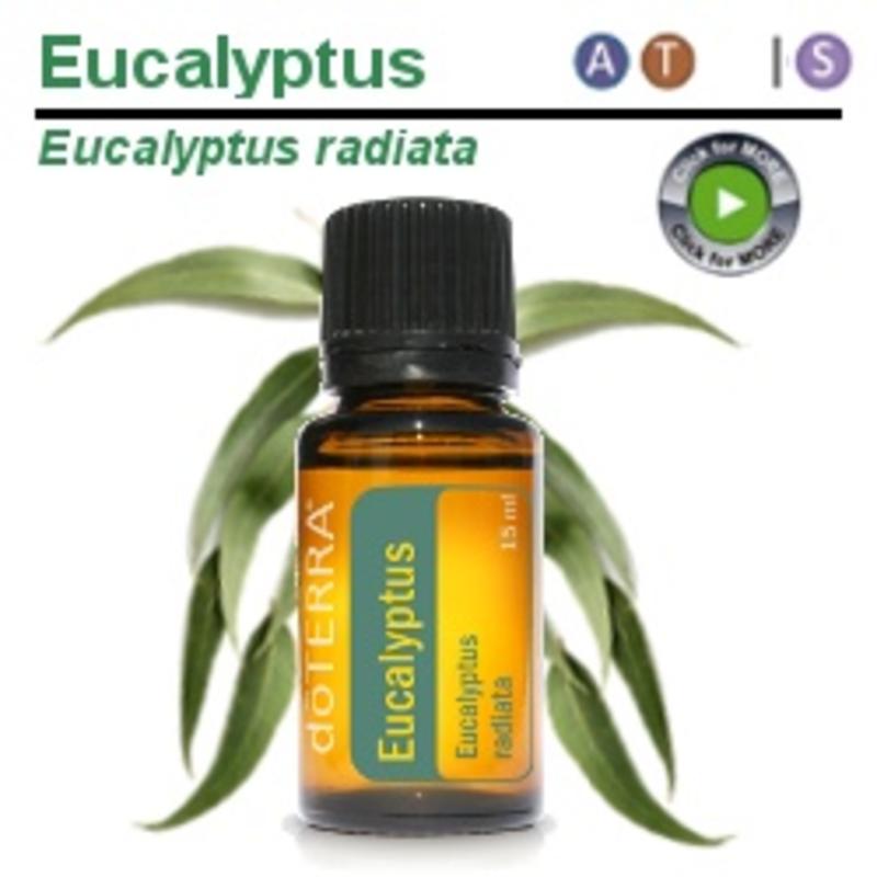 Doterra Eucalyptus Essential Oil Bliz Wellness 5105