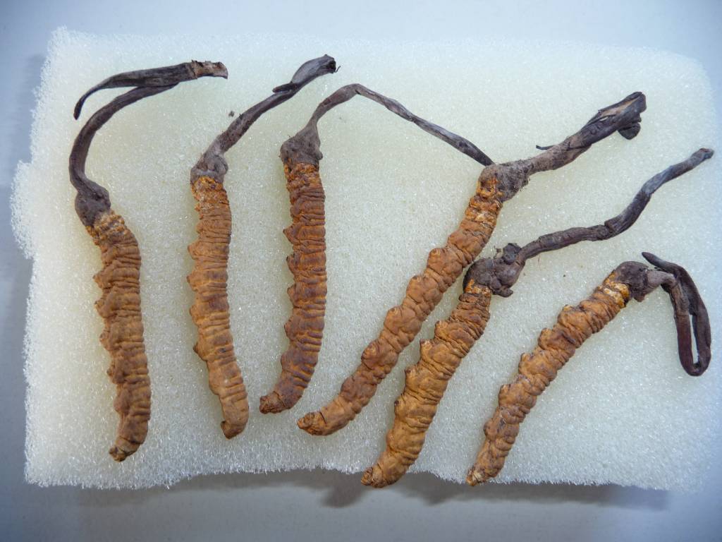 Caterpillar fungus, Cordyceps Naturalpowerberlin