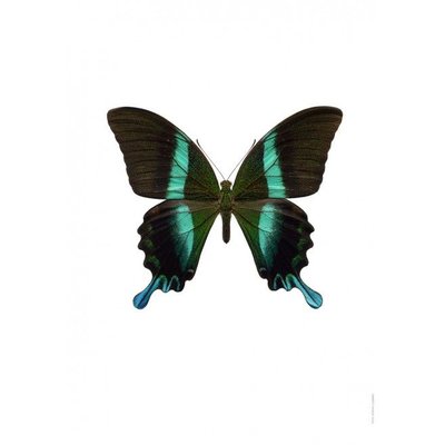 Liljebergs Papilio blumei