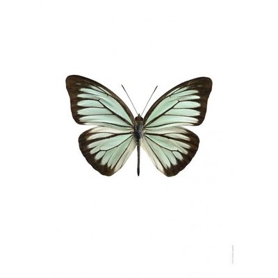 Liljebergs Pareronia Valeria Lutescens
