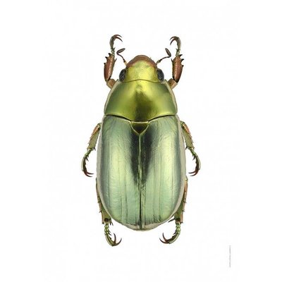 Liljebergs Chrysina Strasseni