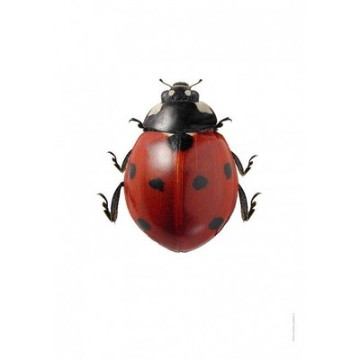 Liljebergs Coccinella Septempunctata