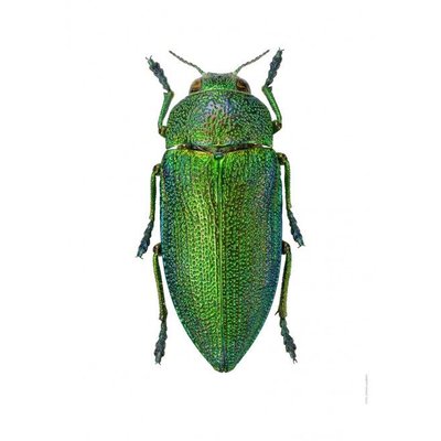Liljebergs Perotis Unicolor