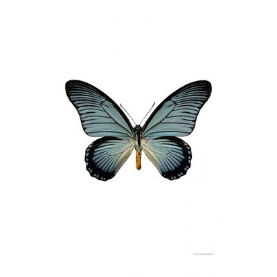 Liljebergs Papilio Zalmoxis