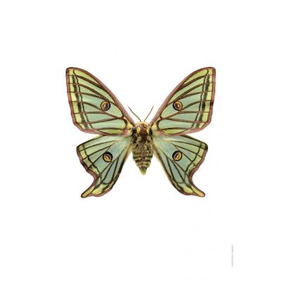 Liljebergs Graellsia Isabellae