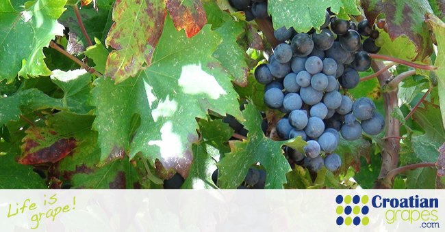 Croatian wine, New World or Old World?