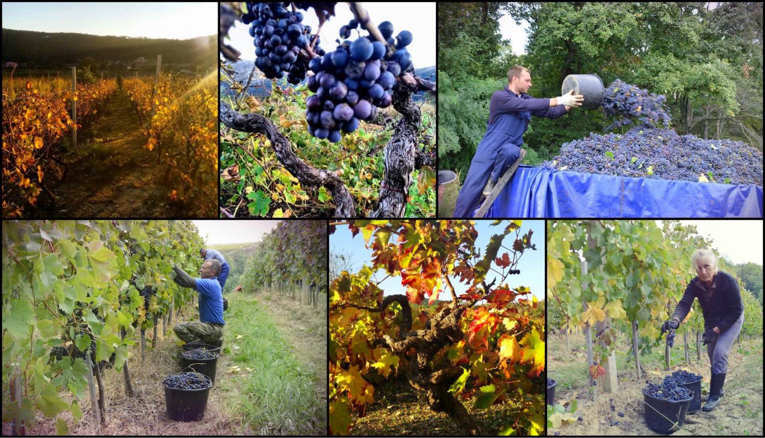 Wijnweetje van de week: Oogst 2016