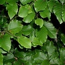 Haagplanten Groene beuk Haagplanten Groene beuk