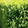 Haagplanten Buxus Haagplanten Buxus