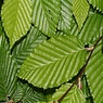 Haagplanten Haagbeuk Haagplanten Haagbeuk