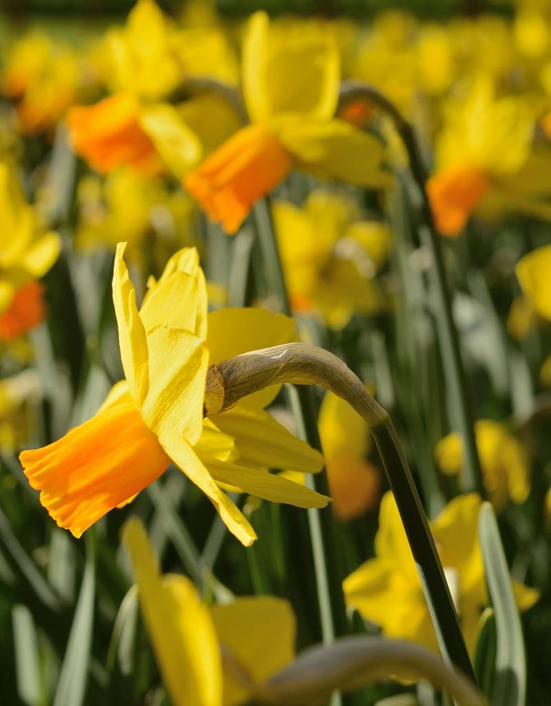 Narcissus 39;Jetfire39; Narzisse kaufen  De Warande  Starkezwiebeln.de