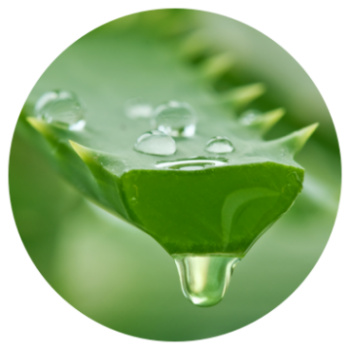 Eliminer l’acide gastrique avec de l’Aloe Vera ?