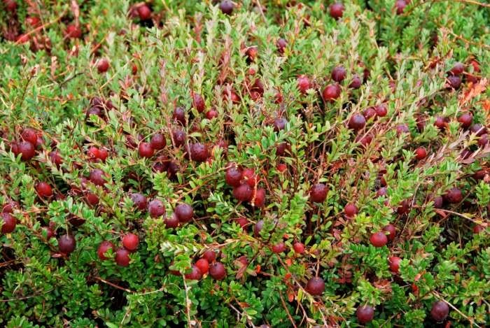 Cranberry struik