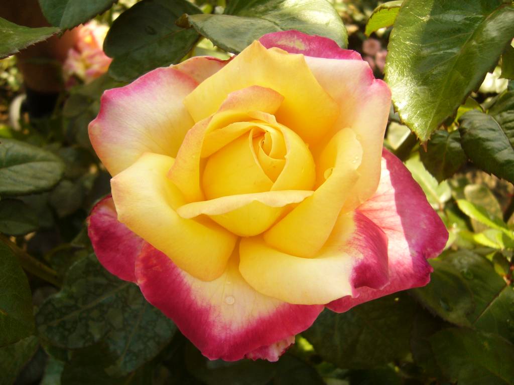 Rosa Pullman Orient Express Bestel Nu! Seurosa.nl