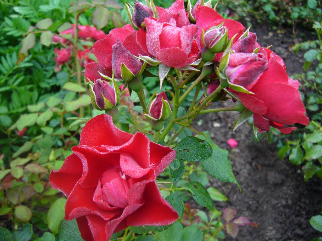 Rosa Black Forest Rose® Bestel Nu! Seurosa.nl
